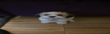 Shih Tzu 1