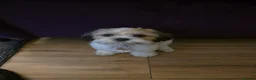 Shih Tzu dogs for sale: 17 week old shih tzu  - Advert 2