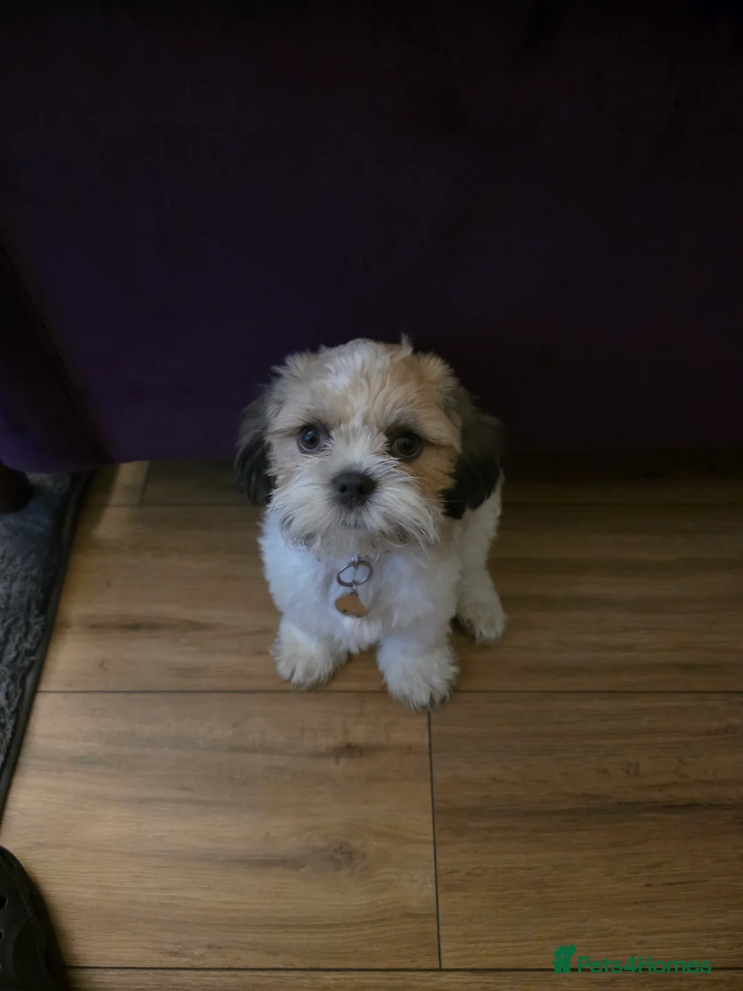 Shih Tzu dogs for sale: 17 week old shih tzu  - Advert 2