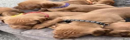 Hungarian Vizsla dogs for sale: Knowledgeable Choice for a Loyal Vizsla Companions in Cardiff - Advert 10