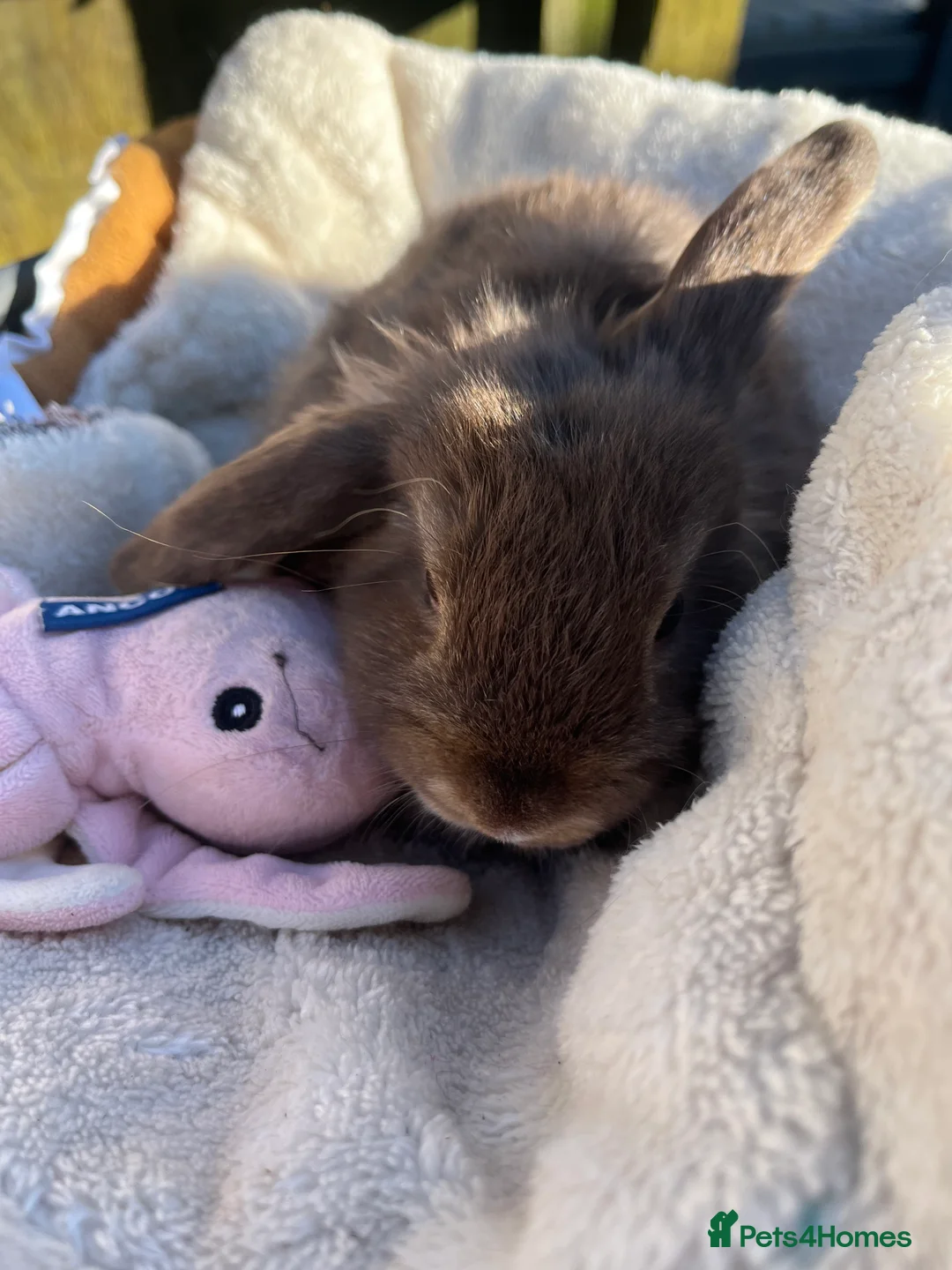 Mini Lop rabbits for sale: Gorgeous mini lops  - Advert 4