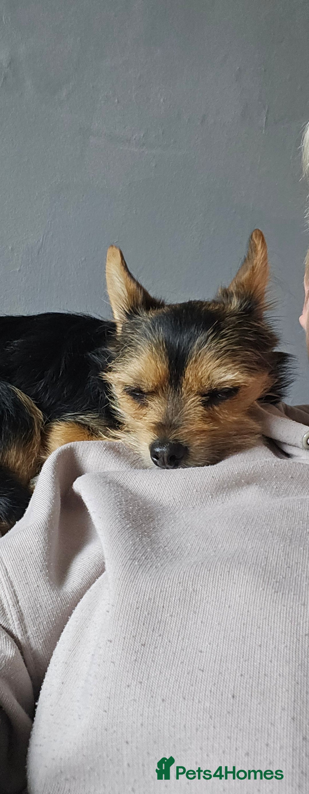 Chorkie dogs for sale: Tammy - Advert 4