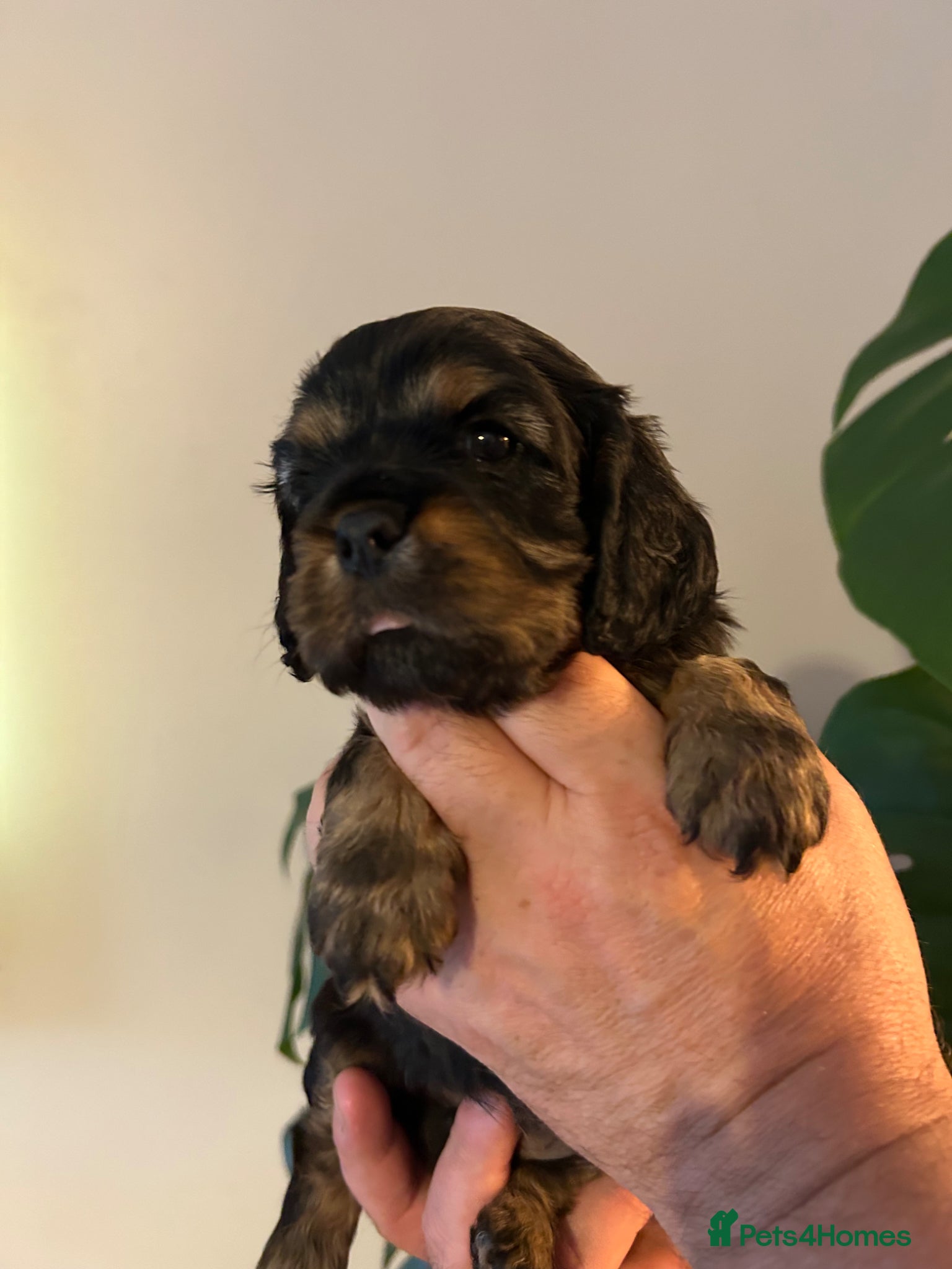 Cavalier King Charles Spaniel dogs KC reg CKC  one handsome boy available  - Advert 2