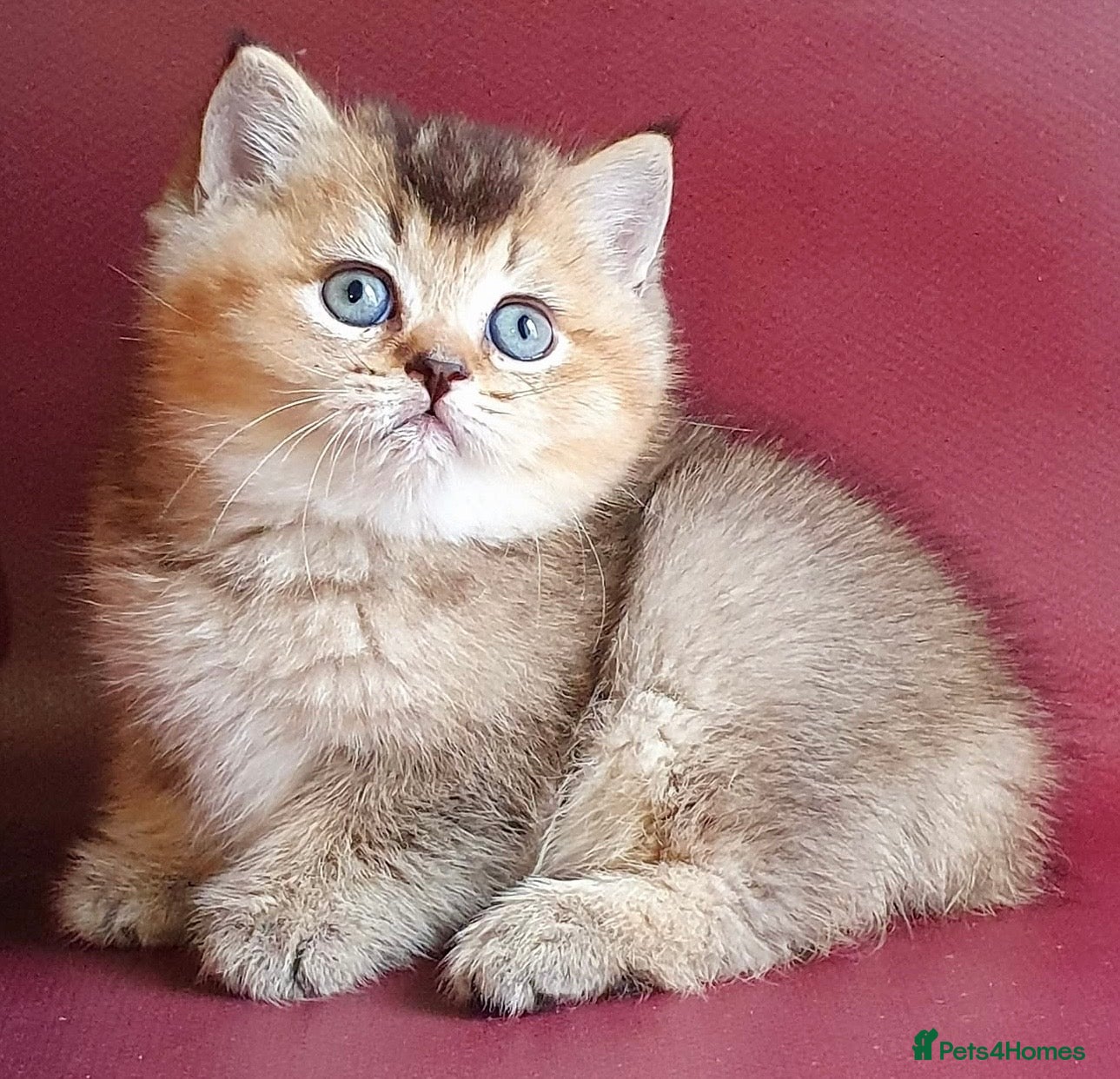 British Shorthair cats for sale: Stunning golden shaded British shorthair kitten - Advert 3
