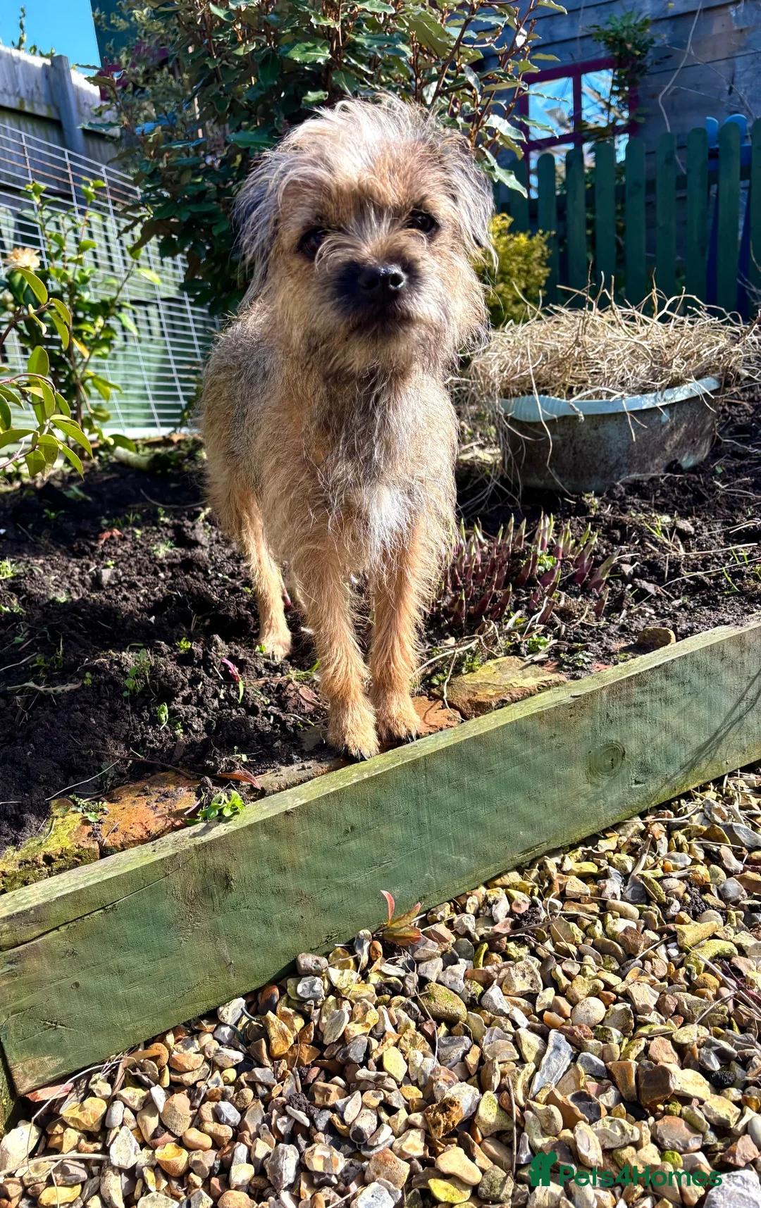 Border Terrier dogs for sale: Rehoming. Shy KC Border Terrier girl Betsy. 🥰 - Advert 2