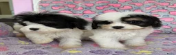 Cavapoo dogs for sale: Cavapoo puppies 🐶 ready now  - Advert 22