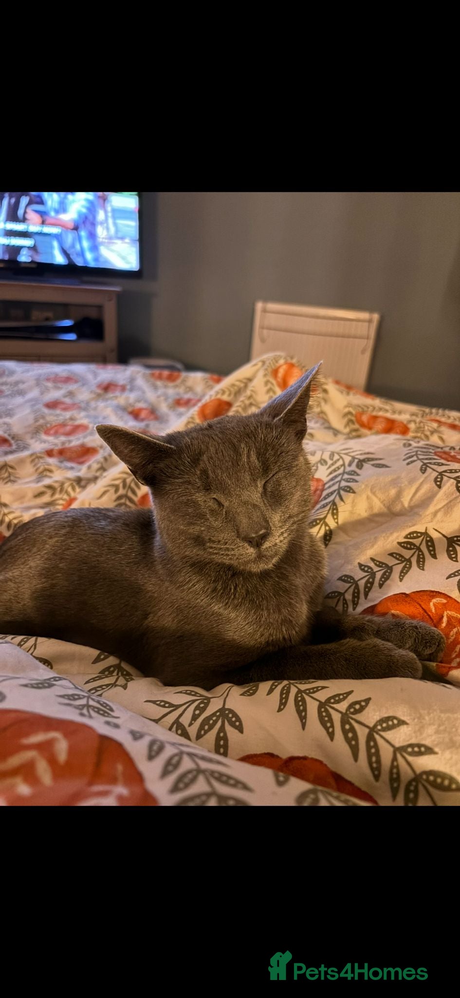 British Shorthair cats British shorthair kittens 10 weeks - 2 remaining  - Advert 1