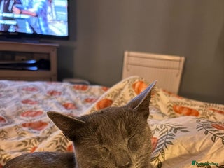 British Shorthair cats British shorthair kittens 10 weeks - 2 remaining - Advert 1