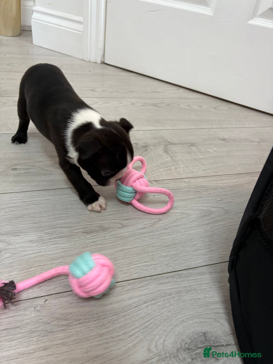 Boston Terrier dogs for sale:  🩷OUR LAST GORGEOUS K.C. BOSTON TERRIER PUPPIES - Image 34