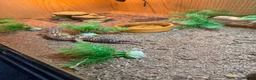 Leopard Gecko reptiles for sale: 2 x leopard gecko  - Advert 8