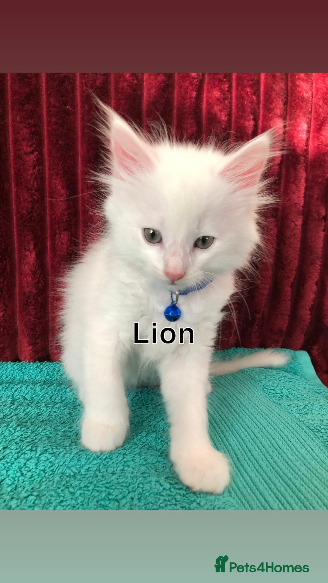 Mixed Breed cats for sale: Black / Brown And White Kittens - Advert 3