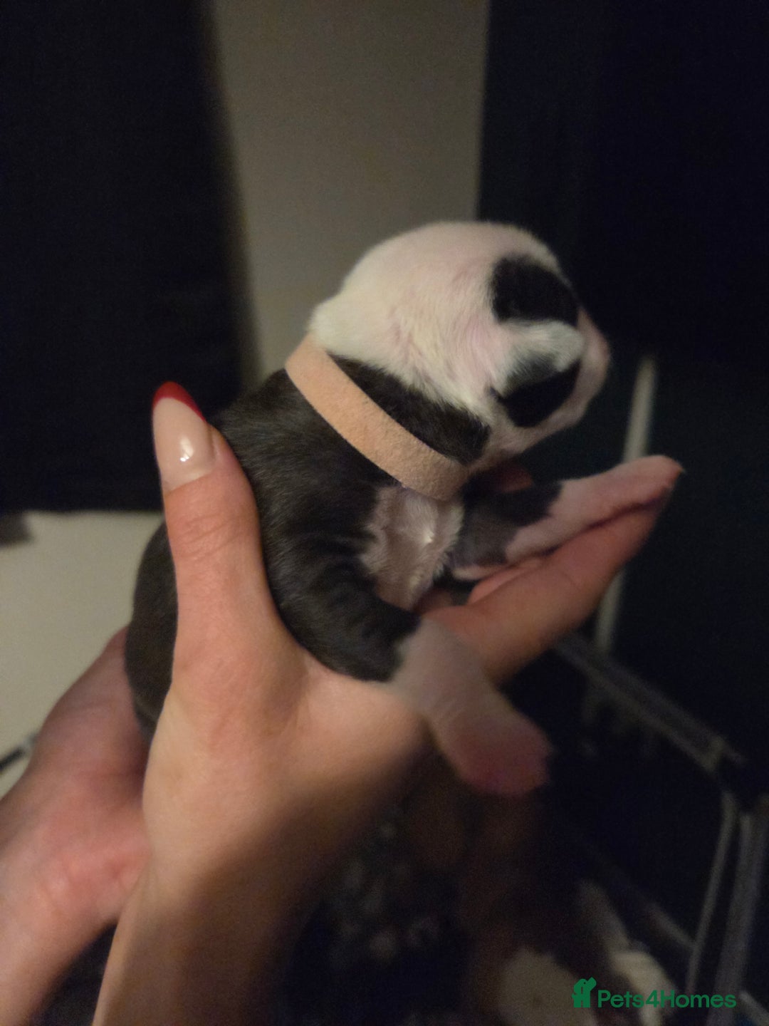 American Bulldog dogs for sale: American bulldog puppies  - Image 19