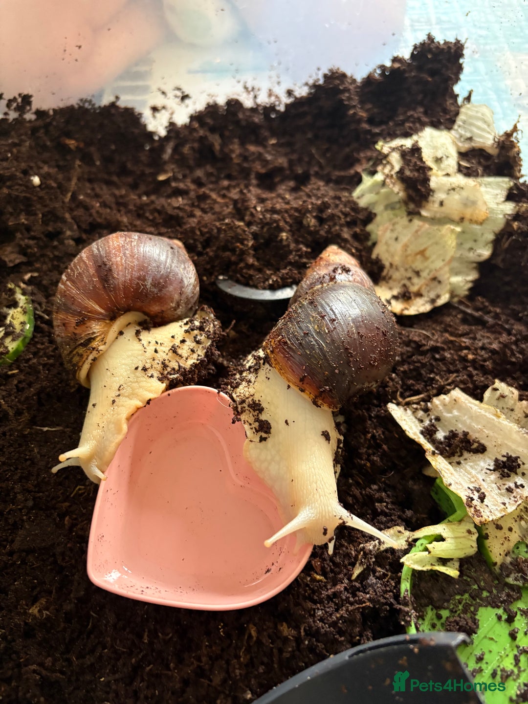Snails invertebrates for sale: 2 Giant African Land Snails 🐌🐌 - Image 4