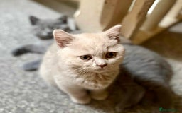 British Shorthair cats for sale: 5 generations pedigree British Shorthair Kittens - Image 11