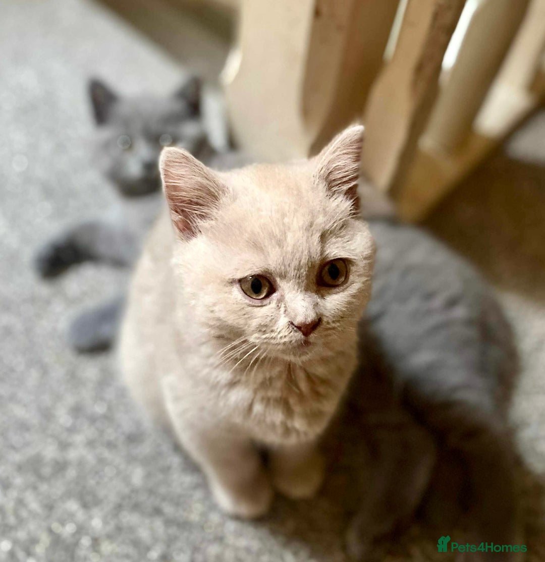 British Shorthair cats for sale: 5 generations pedigree British Shorthair Kittens - Image 11