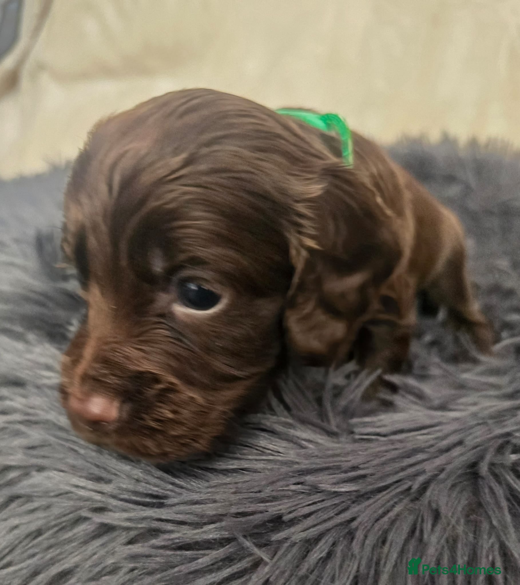 Cocker Spaniel dogs Beautiful Cocker Spaniel pups  - Advert 1