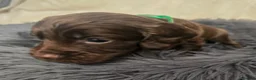 Cocker Spaniel dogs for sale: Beautiful Cocker Spaniel pups  - Advert 3