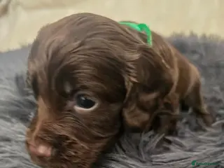 Cocker Spaniel dogs Beautiful Cocker Spaniel pups - Advert 1