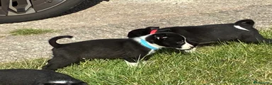 Border Collie 1 - Blue collar