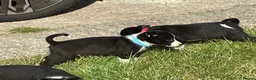 Border Collie dogs for sale: Border Collie Pups - Farm reared from working dogs - Advert 15