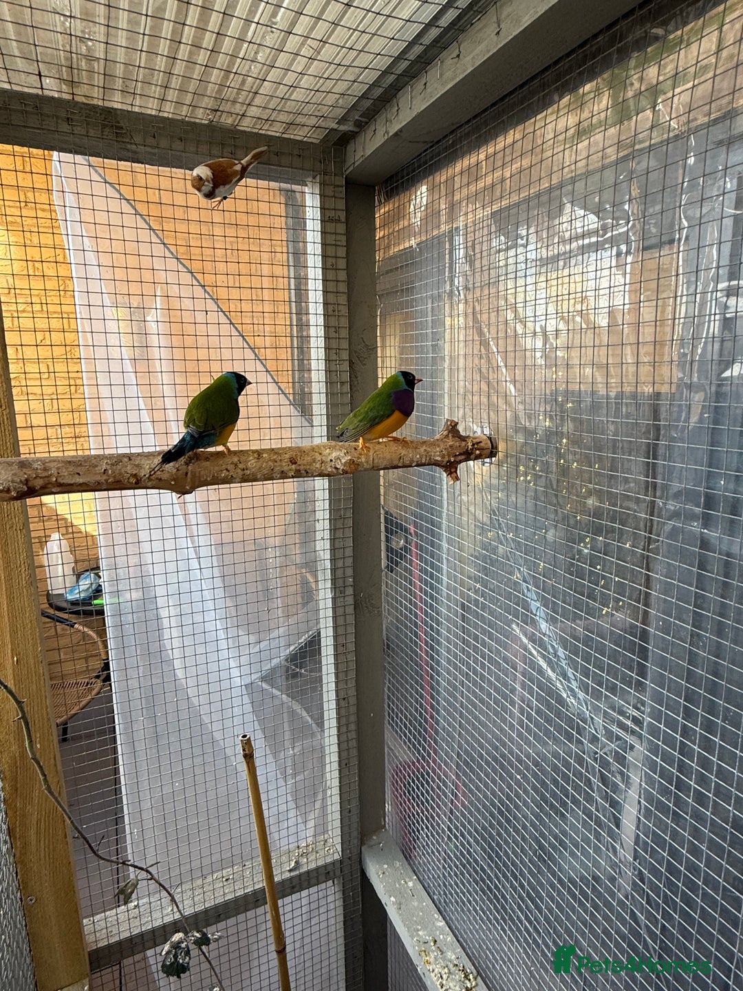 Finches birds for sale: 2 male guardians swap for parrot finches - Advert 4