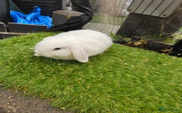 Mini Lop rabbits for sale: Magpie colouring mini lop baby rabbit - Image 1