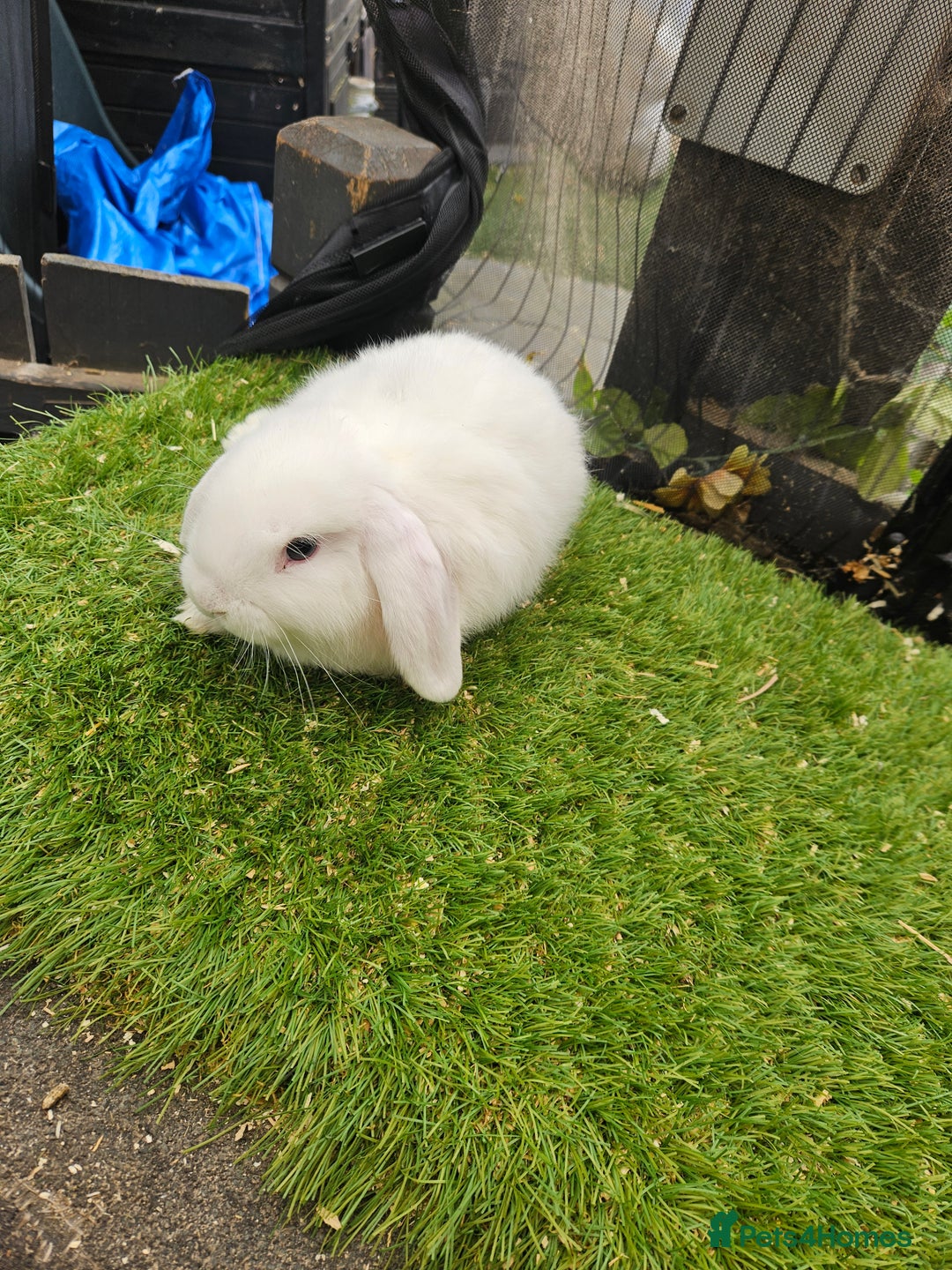 Mini Lop rabbits for sale: Magpie colouring mini lop baby rabbit - Image 1
