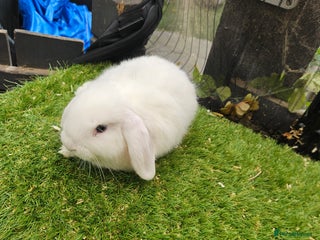 Mini Lop rabbits - Advert 20