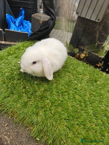 Mini Lop rabbits - Advert 3