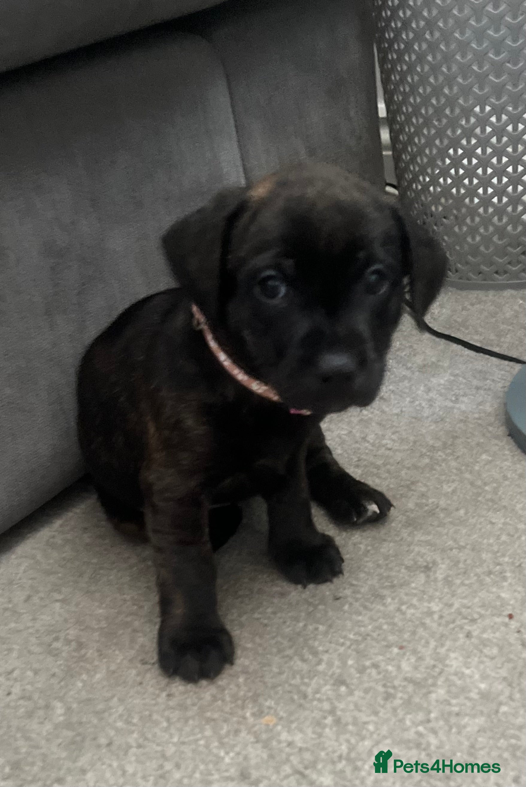 Mixed Breed dogs Staffordshire Sausage Puppies - Advert 1