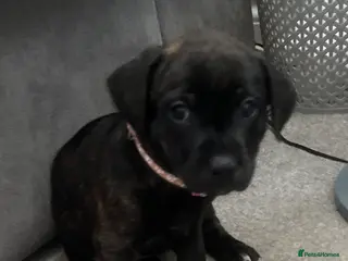 Mixed Breed dogs Staffordshire Sausage Puppies - Advert 1