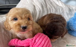 Cockapoo dogs for sale: Chocolate F1b Cockapoo’s - Image 16