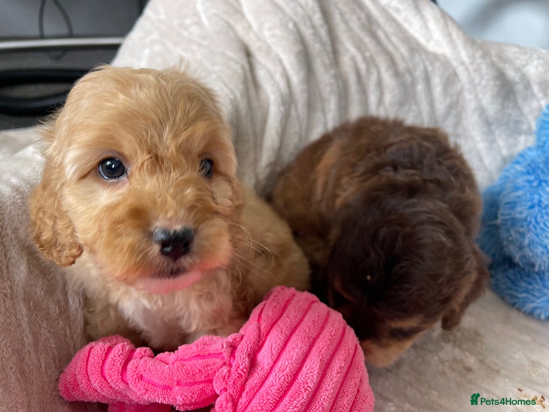 Cockapoo dogs for sale: Chocolate F1b Cockapoo’s - Image 16