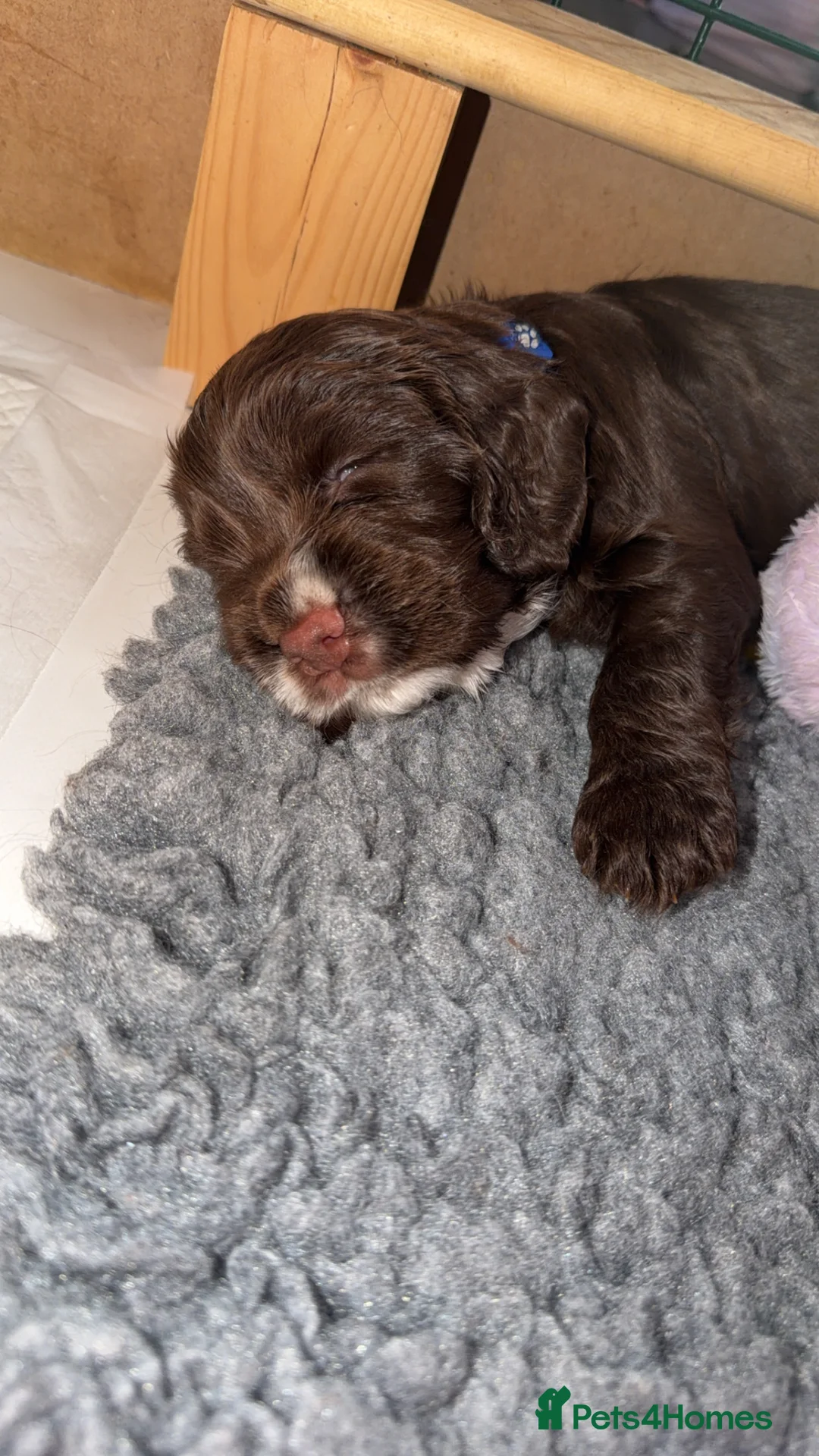 Cocker Spaniel dogs for sale: Beautiful puppies - Advert 2