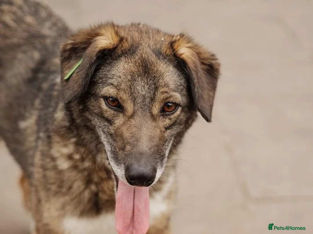 Mixed Breed dogs for adoption: ❤️Binky❤️3 yo smart&playful girl, medium knee size - Advert 11