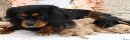 Cavapoo dogs for sale: *HEALTH TESTED*Cavapoo Puppies 5*LICENSED BREEDER* - Advert 23