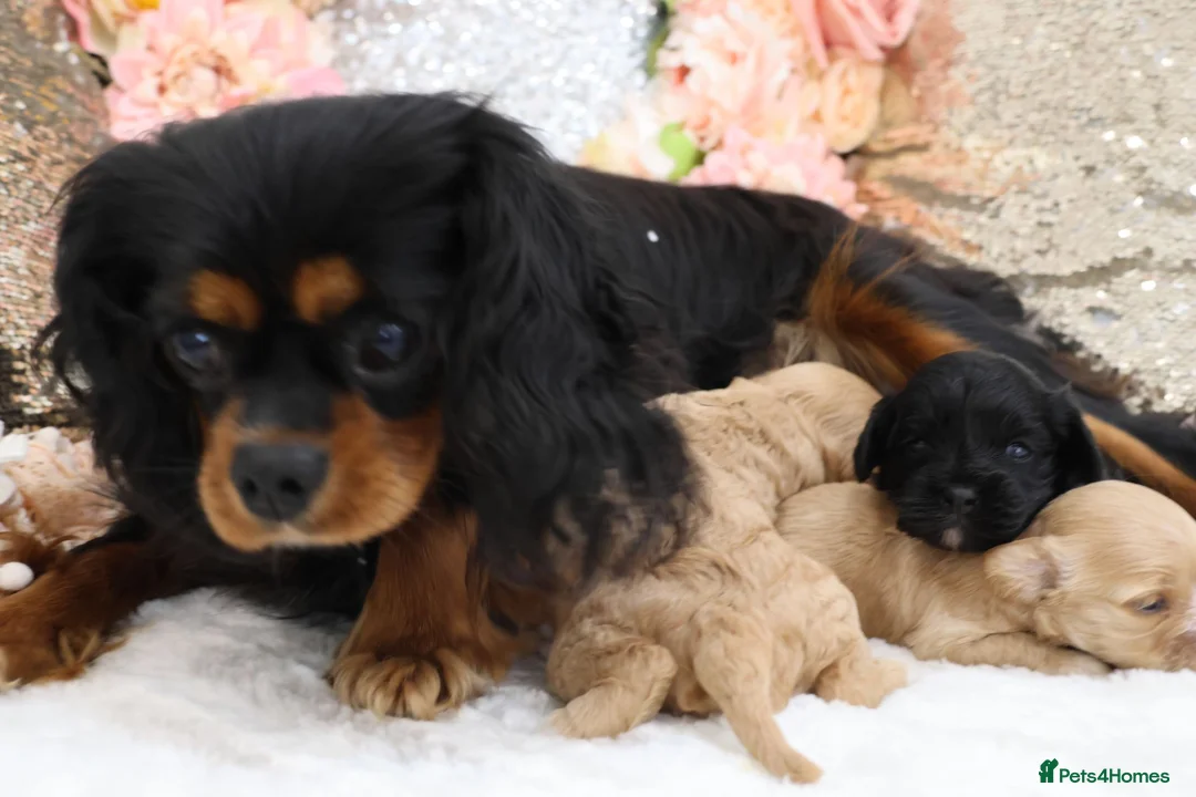 Cavapoo dogs for sale: *HEALTH TESTED*Cavapoo Puppies 5*LICENSED BREEDER* - Advert 23