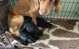 Cockerdor dogs for sale: Beautiful cockador pups for sale  - Image 1