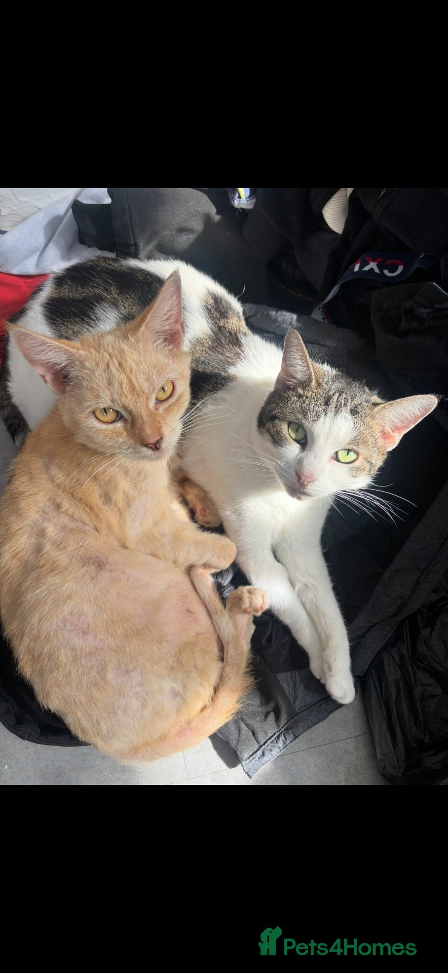 Mixed Breed cats Rehoming two cats  - Advert 6