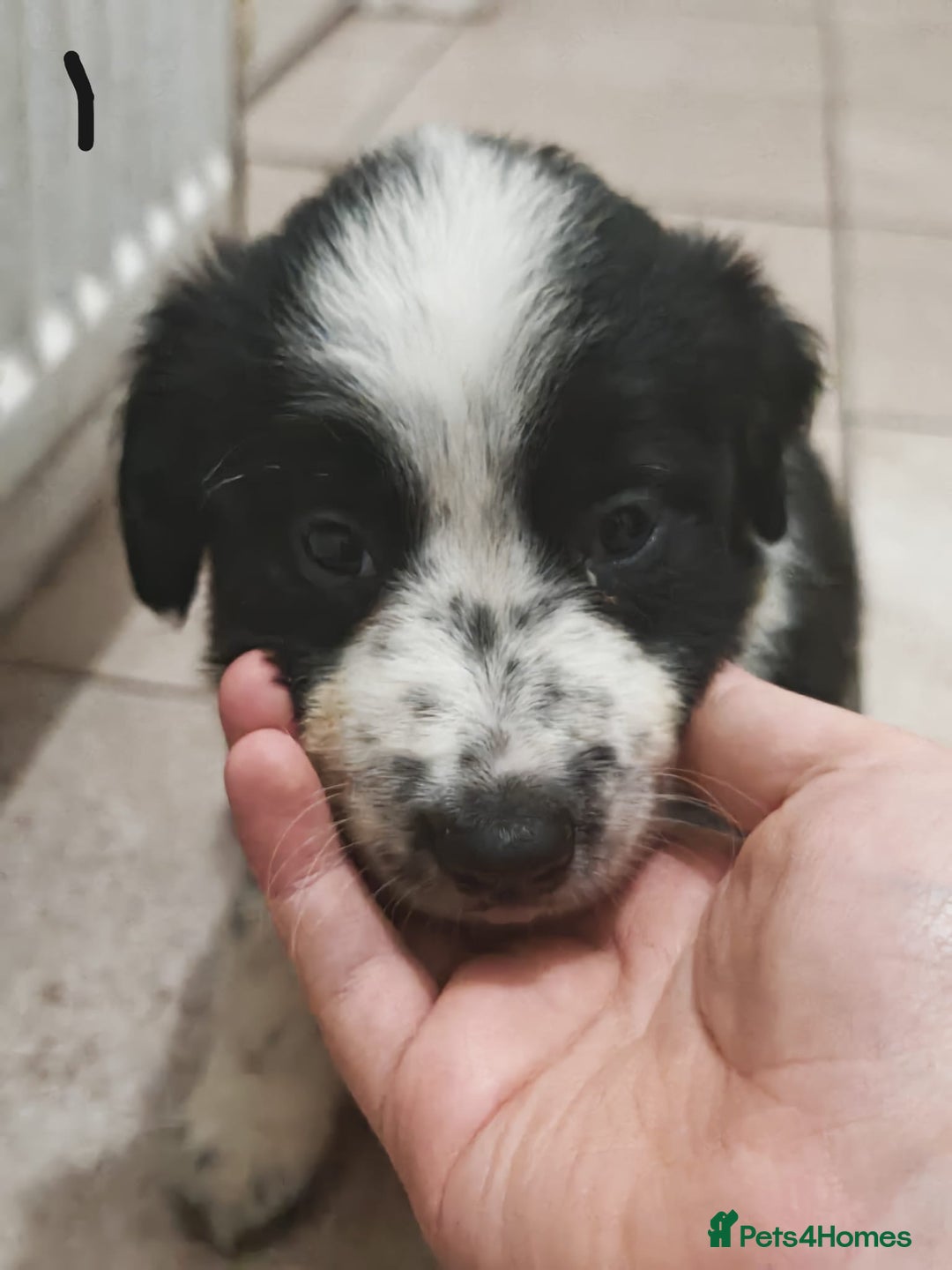 Border Collie dogs for sale: Border collie puppies for sale - Image 2