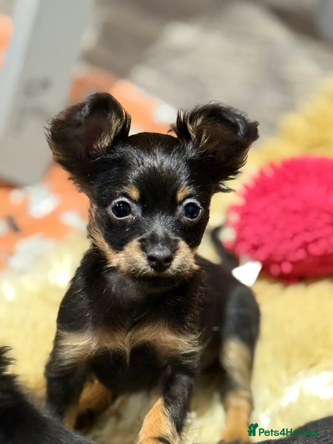 Russian Toy Terrier dogs for sale: Beautiful Russian Toy Puppies - Advert 6