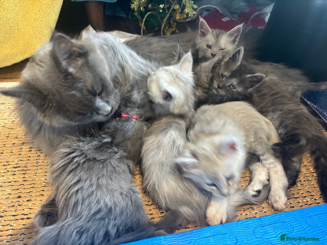 Maine Coon cats for sale: Stunning FiFe Maine Coons - Advert 7