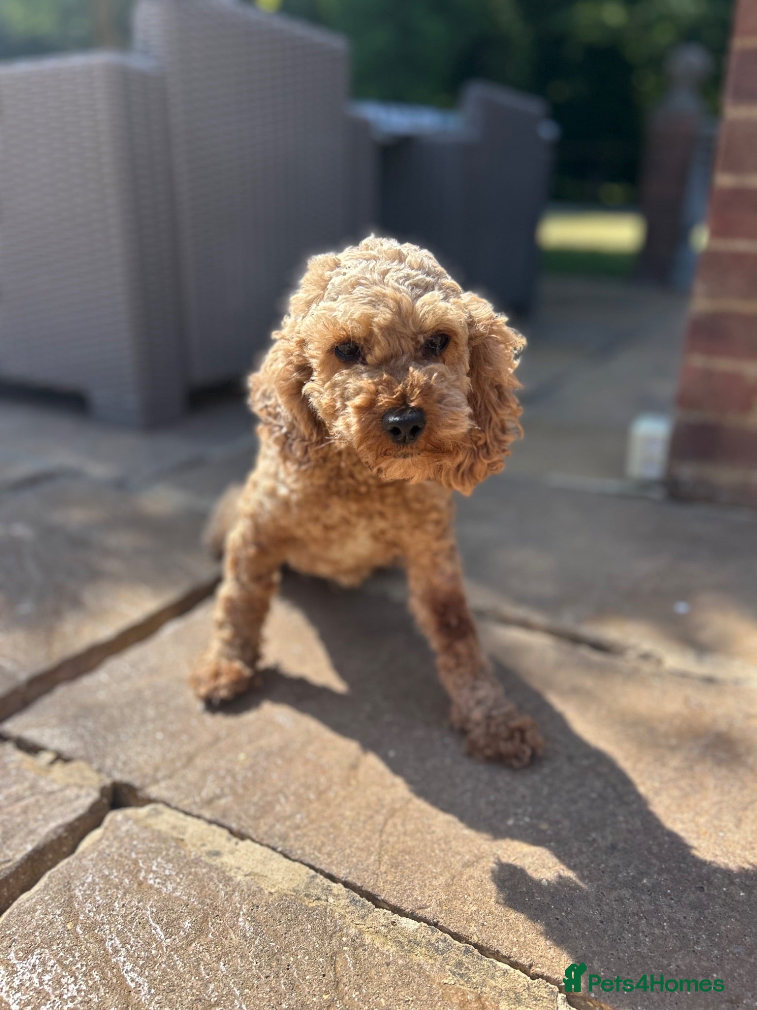 Cockapoo dogs Cavapoo  - Advert 2