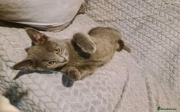 Russian Blue cats for sale: Pure Russian blue kittens( READY TO GO) - Image 9