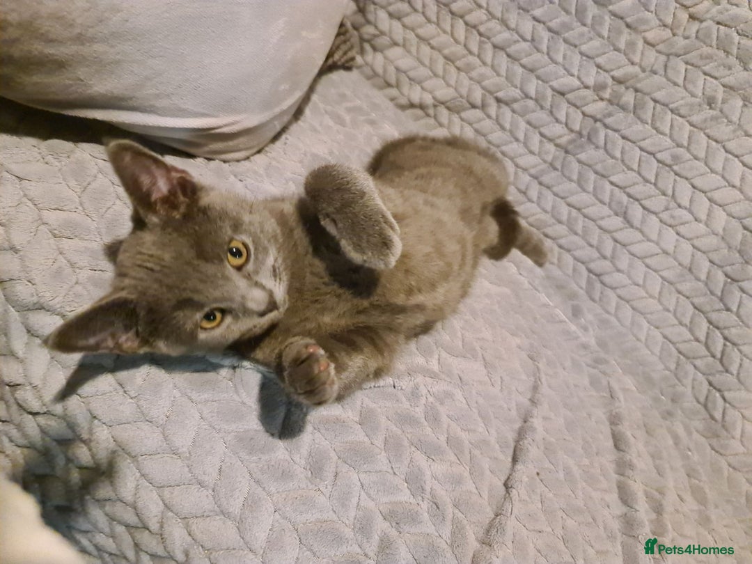 Russian Blue cats for sale: Pure Russian blue kittens( READY TO GO) - Image 9