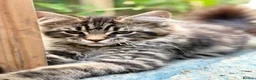 Maine Coon cats for sale: Purebred Maine Coon Kittens.Blue,Black Smoke,Tabby - Advert 25
