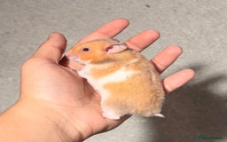 Hamster rodents for sale: BABY TAME PEDIGREE SYRIAN HAMSTER PUPS - Image 11