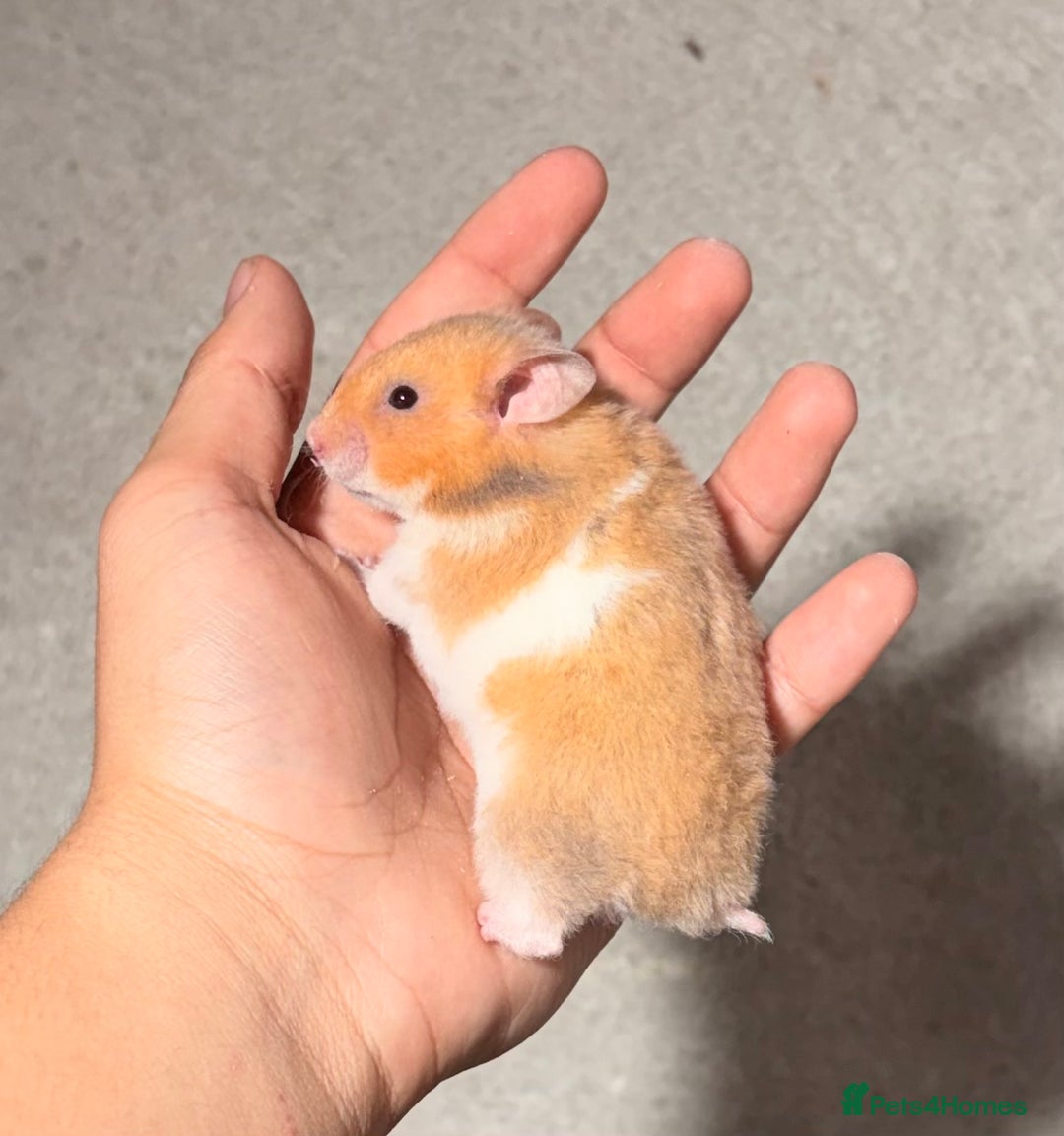Hamster rodents for sale: BABY TAME PEDIGREE SYRIAN HAMSTER PUPS - Image 11
