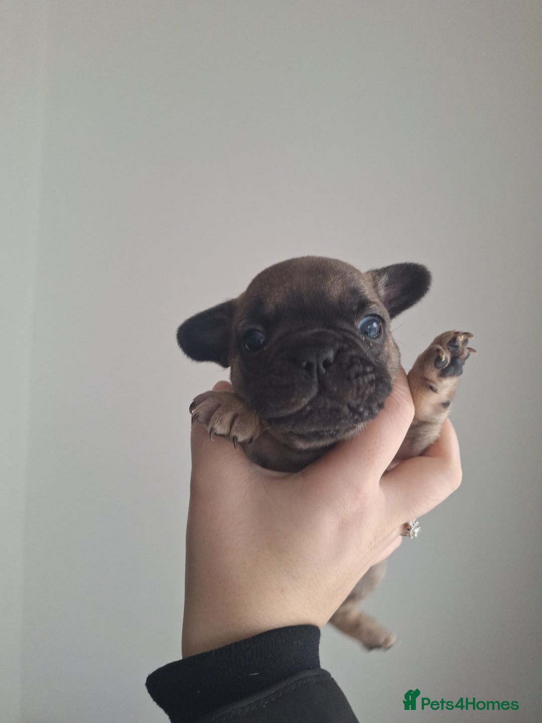 French Bulldog dogs for sale: French bulldog babies  - Advert 1