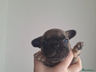 French Bulldog dogs French bulldog babies - Advert 1